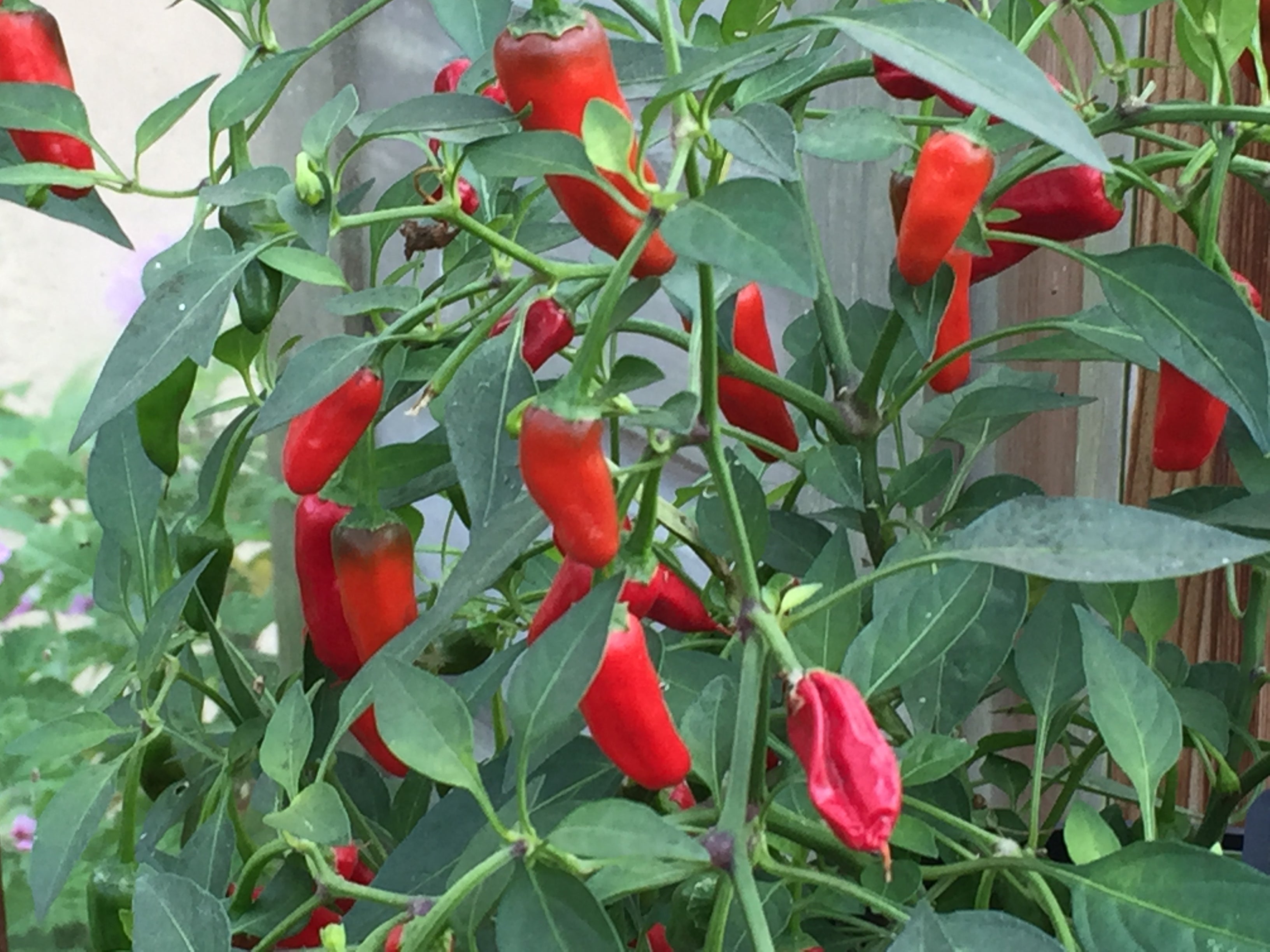 Seeds to Sow in February Veg & Chilli Seeds