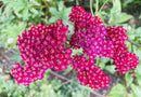 Achillea Cerise Queen Seeds to Sow Limited
