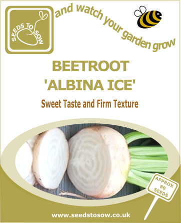 Beetroot Albina Ice