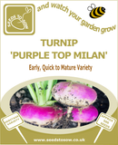 Turnip Purple Top Milan