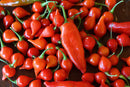 Chilli Biquinho Red