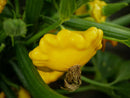 Squash Patisson Orange seeds