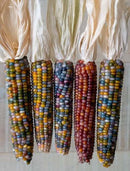 Sweetcorn Fiesta