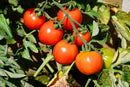 Tomato Outdoor Girl seeds