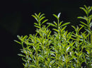 Winter Savory