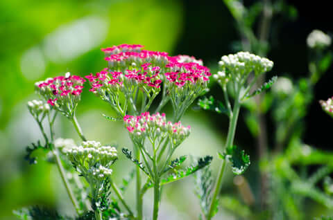 Achillea - Cerise Queen - Seeds to Sow Limited