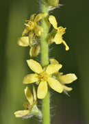 Wildflower - Bee, Bird and Butterfly Mix - Seeds to Sow Limited