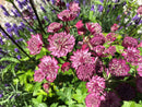 Astrantia Major Primadona Seeds