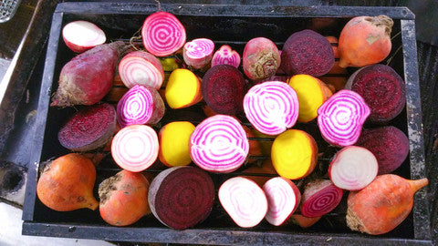 Beetroot Rainbow Mix - Seeds to Sow Limited