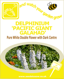 Delphinium Pacific Giants Galahad seeds
