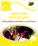 Sweet Pea - Beaujolais - Seeds to Sow Limited
