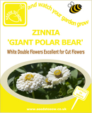 Zinnia Giant Polar Bear