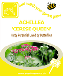 Achillea - Cerise Queen - Seeds to Sow Limited