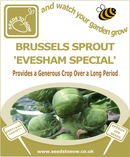 Brussels Sprout Evesham - Seeds to Sow Limited