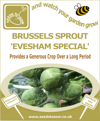 Brussels Sprout Evesham - Seeds to Sow Limited
