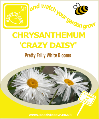 Chrysanthemum seeds - Crazy Daisy Chrysanthemum seeds - Crazy Daisy