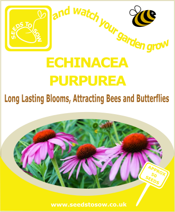 echinacea from seed uk Echinacea purpurea seeds to sow