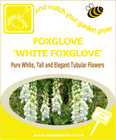 Foxglove - White Foxglove - Seeds to Sow Limited