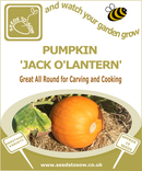 Pumpkin Jack O'Lantern - Seeds to Sow Limited