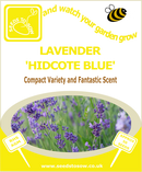 Lavender - Hidcote Blue - Seeds to Sow Limited