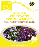 Lobelia - Fountains Formula Mixed - Seeds to Sow Limited