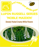 Lupin - Russell Series 'Noble Maiden' - Seeds to Sow Limited