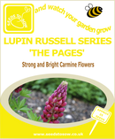 Lupin Seeds