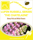 Lupin - Russell Series 'The Chatelaine' - Seeds to Sow Limited