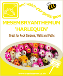 Mesembryanthemum - Harlequin - Seeds to Sow Limited