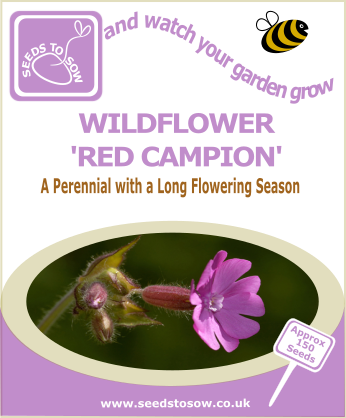 campion flower seeds for sale Wildflower - Red Campion