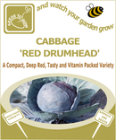 Cabbage Red Drumhead - Seeds to Sow Limited
