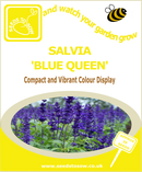 Salvia - Blue Queen - Seeds to Sow Limited