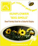 Sunflower - Big Smile - Seeds to Sow Limited