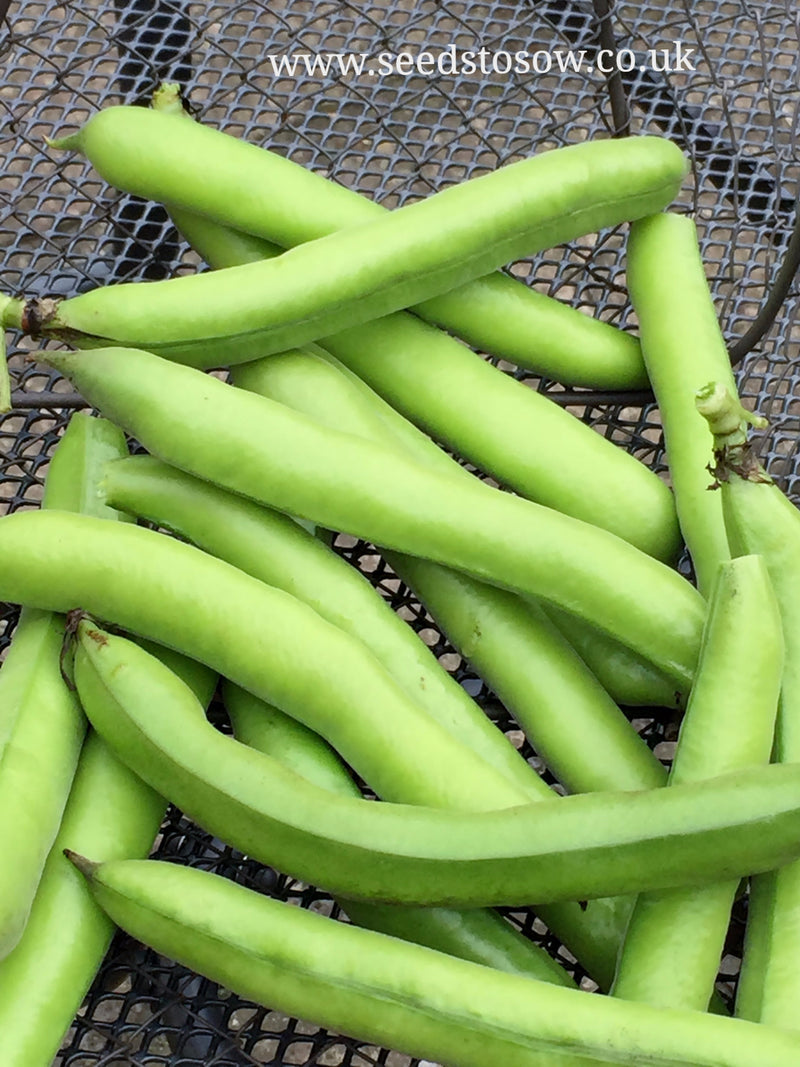 Broad Bean Aquadulce Claudia - Seeds to Sow Limited