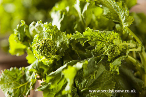 Broccoli Raab (Cima Di Rapa) - Seeds to Sow Limited