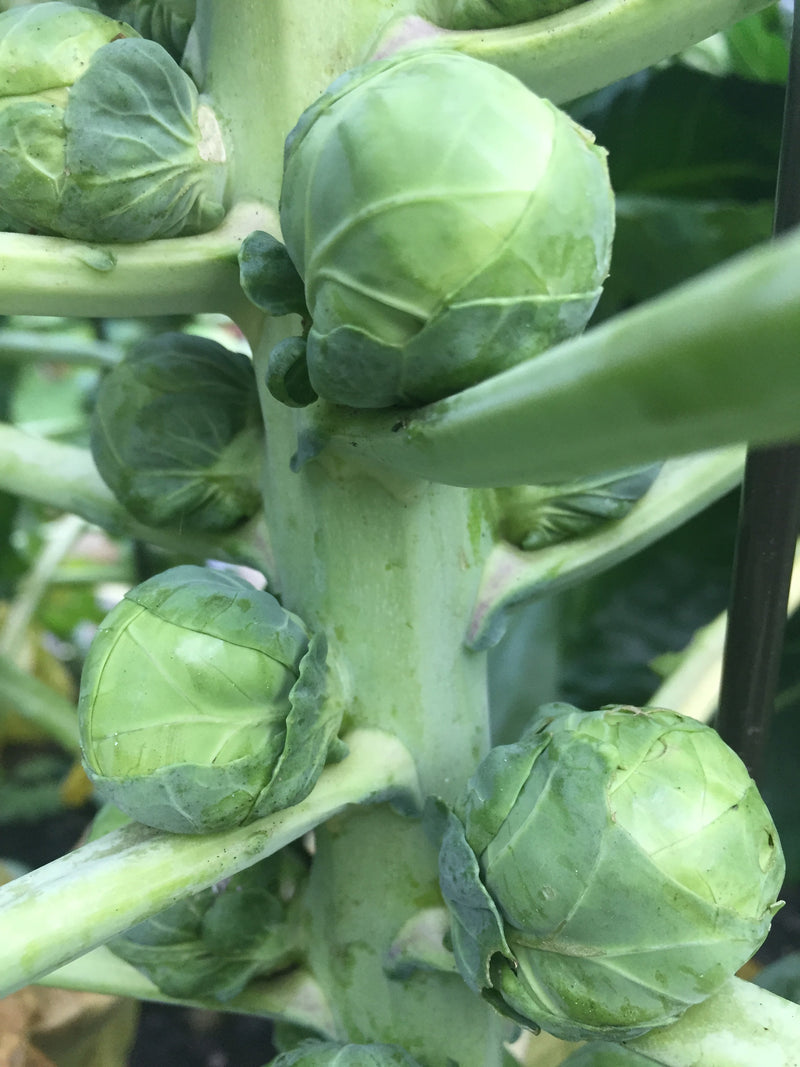 Brussels Sprout Evesham - Seeds to Sow Limited