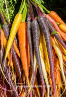 Carrot Mixed - Seeds to Sow Limited