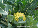 Cauliflower Romanesco Minaret - Seeds to Sow Limited