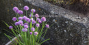 Chives - Seeds to Sow Limited