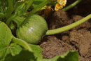 Courgette Tondo Chiaro Di Nizza - Seeds to Sow Limited