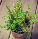 Thyme - English Winter - Seeds to Sow Limited