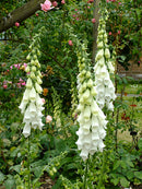 Foxglove - White Foxglove - Seeds to Sow Limited