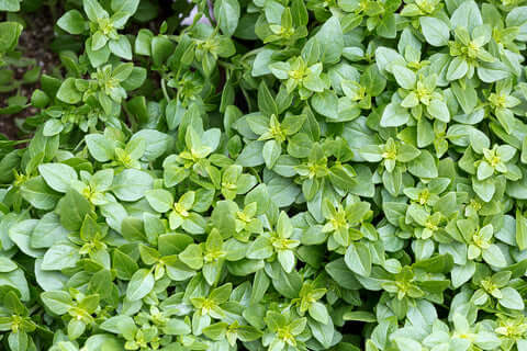 Basil  Greek - Seeds to Sow Limited