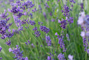 Lavender - Hidcote Blue - Seeds to Sow Limited