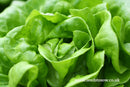 Lettuce All Year Round - Seeds to Sow Limited