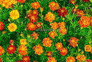 Marigold - French Durango Mixed - Seeds to Sow Limited