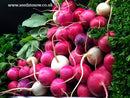 Radish Rainbow - Seeds to Sow Limited