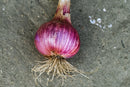 Onion Red Baron Seeds
