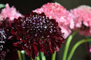 Scabiosa Atropurpurea Black Knight seeds