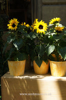 Sunflower - Big Smile - Seeds to Sow Limited
